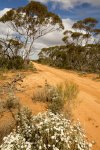 outback road hemmed by wildflowers and mallee vegetation in murray sunset national park in victoria australia