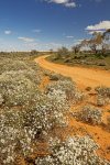 outback road hemmed with olearia wildflowers in mungo national park nsw australia