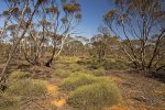 spinifex grass triodia amd mallee woodlands in mungo national park outback nsw australia
