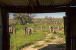 old stockyards at historic zanci homestead in mungo national park outback nsw australia