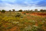 outback landscape with widlflowers after rain
