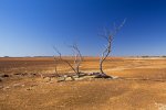 drought in outback queensland australia with dead tree on barren red treeless plains
