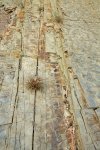 plant growing in shale rock