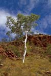 ghost gum eucalyptus tree and rocks west macdonnell ranges outback central australia
