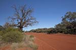 australian outback road and dead tree