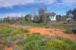 australian outback landscape and wildflowers after rain