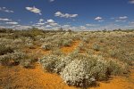 australian outback landscape with olearia daisy bush wildflwoers at mungo national aprk nsw australia