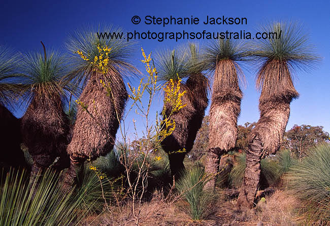 grass trees