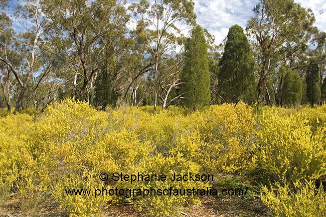 forest of wattle acacia flowers