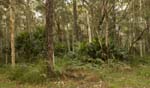 forest at myall lakes national park great lakes region nsw australia