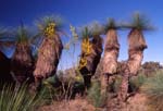 grass trees