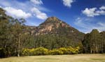 newnes mountain and wattle