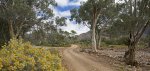 panoramic view of road hemmed with wildflwoers through woodlands of Gammon Ranges national park, outback south Australia