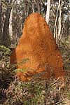 termite mound in forest