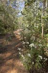 track and wildflowers at nowendoc national park nsw australia