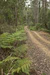 track through nowendoc national park nsw australia