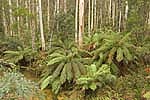 tree ferns and forest victoria