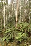 tree ferns an eucalypt forest victorian high country