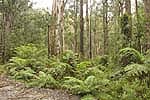 tree ferns and forest victorian high country