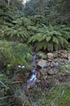 tree ferns in snowy mountains national park