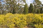 wattle acacia flowers in forest