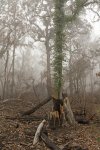 forest regrowth after fire in Mount Kaputar National Park NSW
