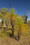 grass trees Xanthorrhoea johnsonii in Carnarvon National Park, Queensland Australia