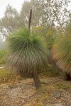 grass trees Xanthorrhoea johnsonii in Carnarvon National Park, Queensland Australia