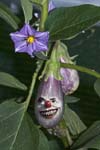aubergine egg plant fruit vegetable with smiling happy face