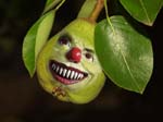 smiling face of pear growing on tree