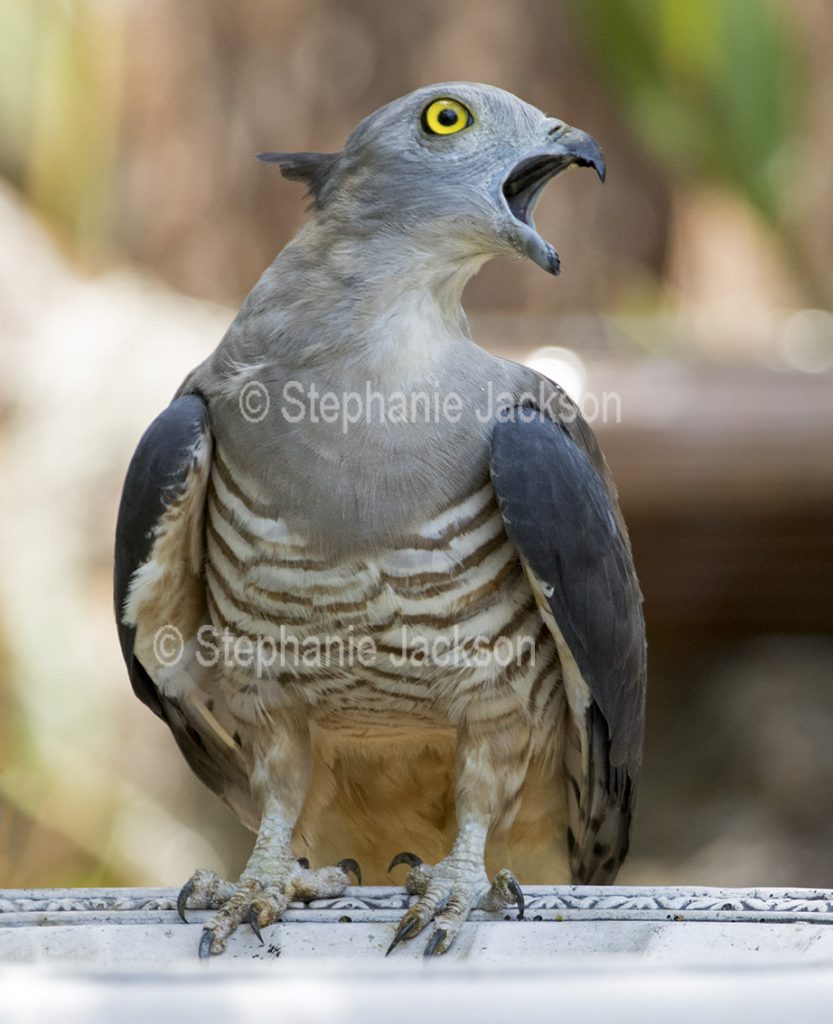 Pacific baza / Crested hawk