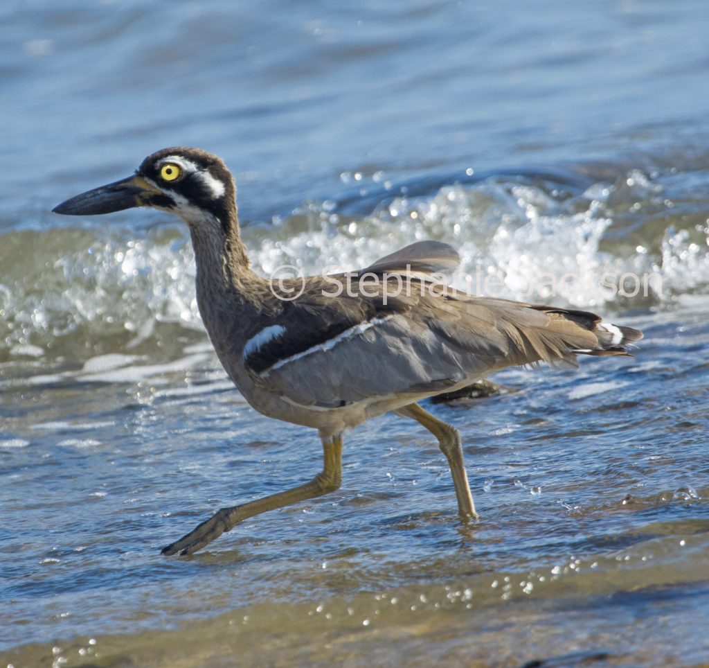 Beach stone curlew
