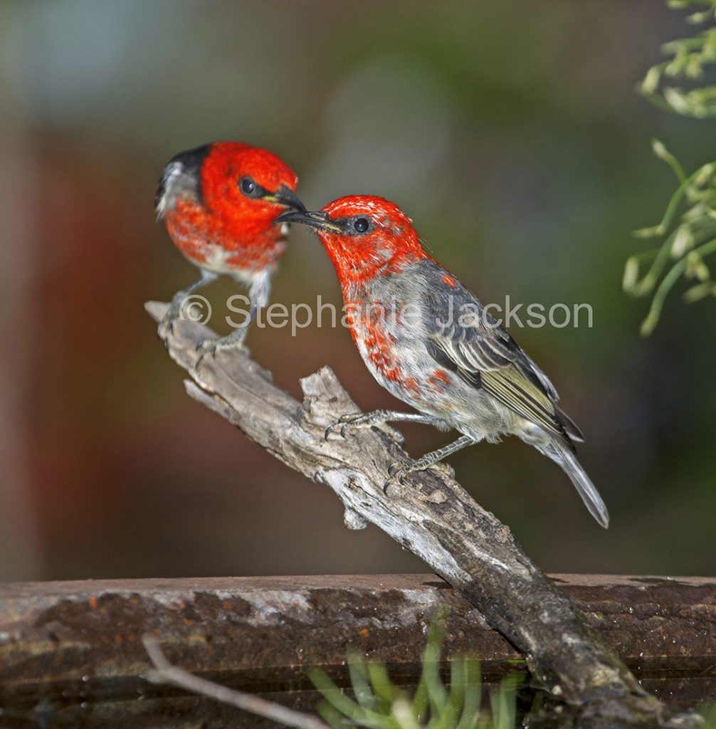 Male scarlet honeyeaters
