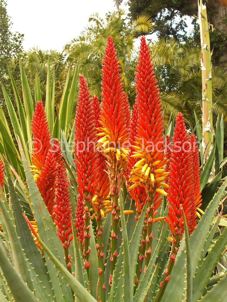 Images of drought tolerant succulent garden plants