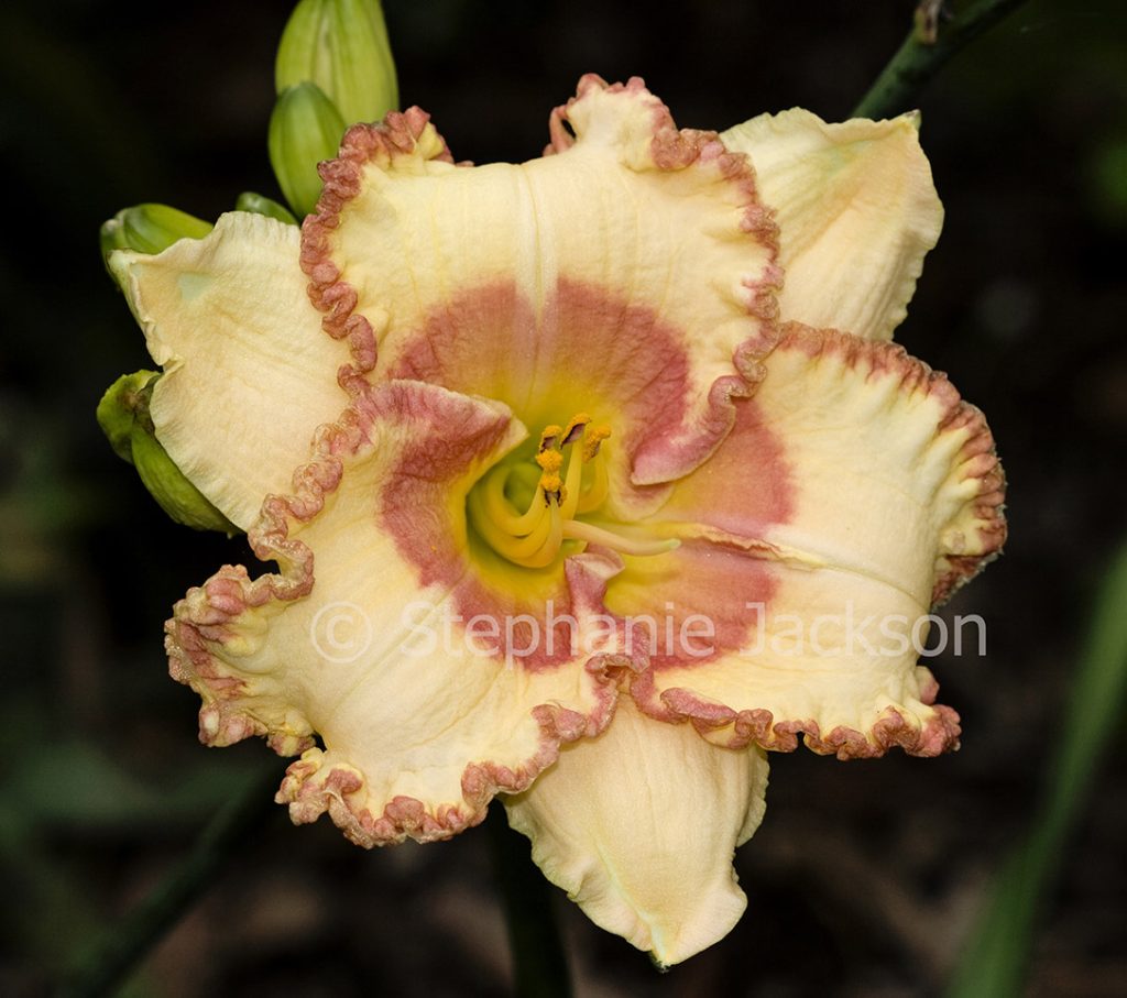 Flower of Hemerocallis 'Braided Edges' - a daylily