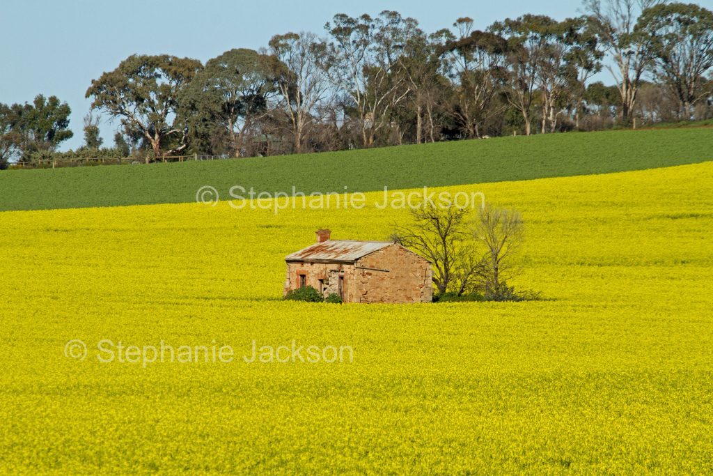 crop of flowering canola