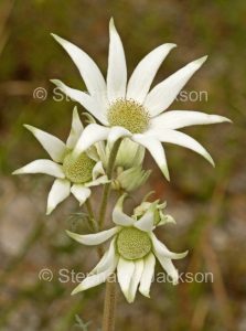 Actinotus helianthi_Flannel Flowers