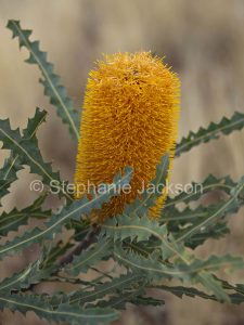 Flower of Banksia ashbyi at Myall Park Botanic Gardens, Glenmorgan, Queensland
