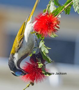 Blue-faced Honeyeater feeding on flowers of a calliandra