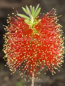 Red flower of Callistemon 'Rocky Rambler'