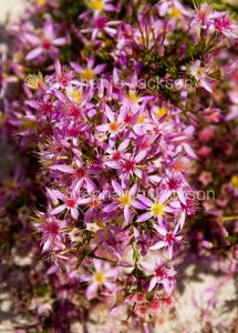 Fringe Myrtle, Calytrix longiflora