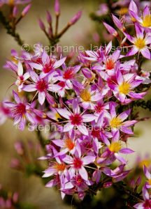 Pink flowers of Calytrix longiflora in Salvator Rosa National Park