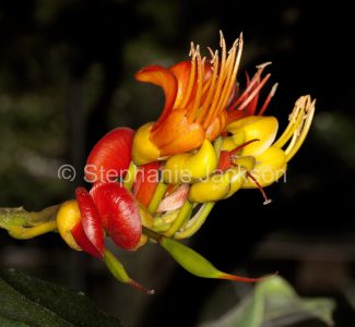 Flowers of black bean tree, Castanospermum australe