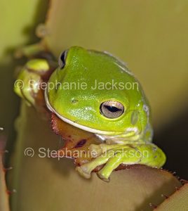 Green Tree Frog peering out from leaves of a bromeliad