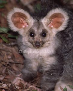 Australian greater glider , Central greater glider, Petauroides armillatus