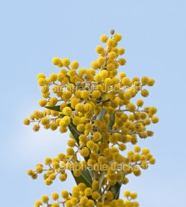 Acacia toondulya growing in botanic gardens at Port Augusta against blue sky