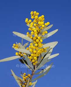 Acacia toondulya, Australian Wattle flowers in botanic gardens at Port Augusta