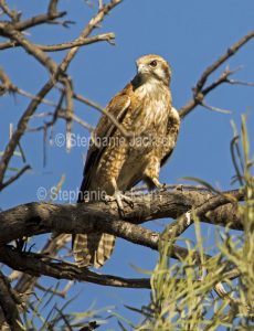 Brown Falcon