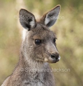 Face of Eastern Grey Kangaroo