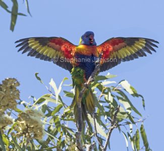 Australian Rainbow Lorikeet in outback Queensland